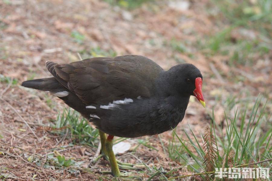 花丛鸟趣图_麻雀_半岛_上岸
