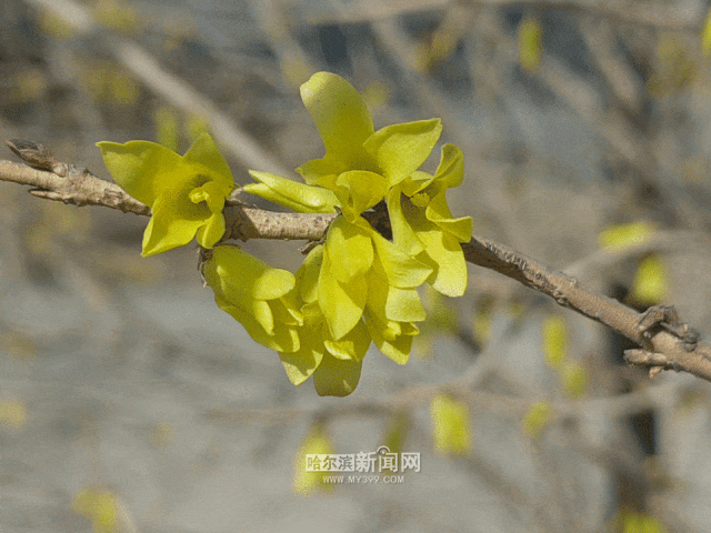 连翘已经大面积开放这不,榆叶梅也加入了开花队伍冰城即将进入"花花