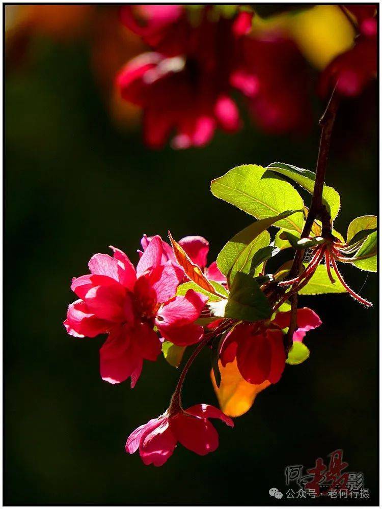 图集花如其名的火焰海棠