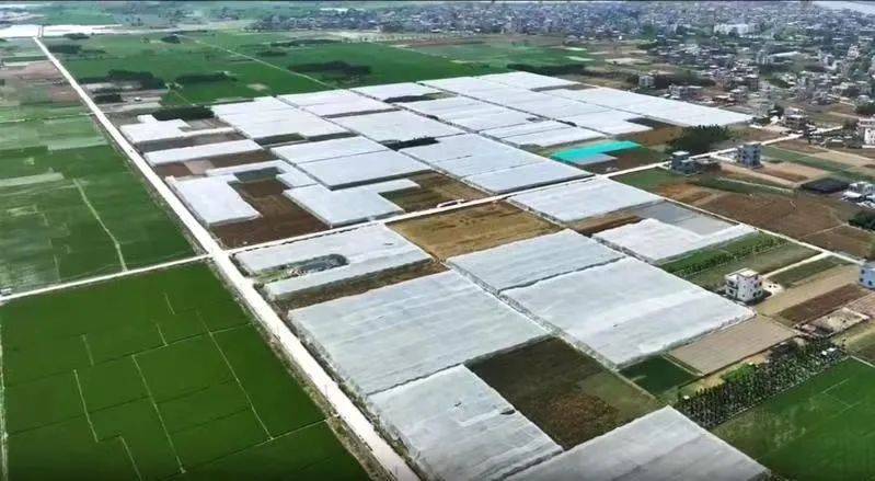 海南鲜品 | 豇豆住进纱帐，竟有这么多好处……