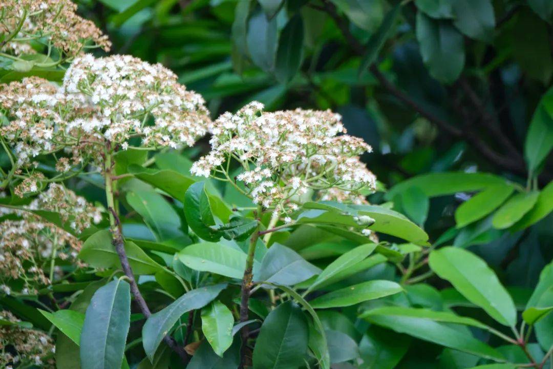 你好,我叫石楠,不叫yue!_晚霞_因为_果实