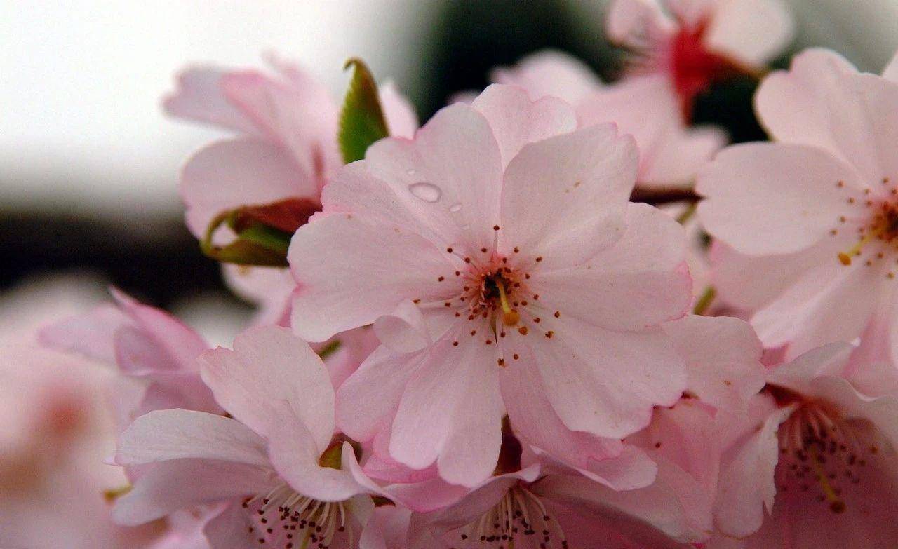 壁纸 花 桌面 1280_783