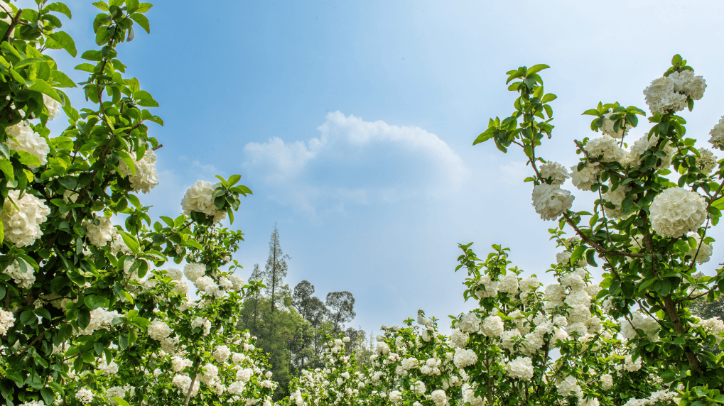 的木绣球每年的这个时候温江 · 红枫基地01成都这些地方已限定"上线"