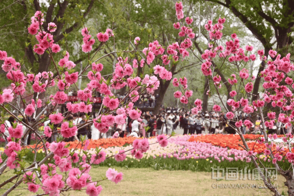 近日,北京国家植物园科普馆西侧杨树林展区的郁金香进入盛花期