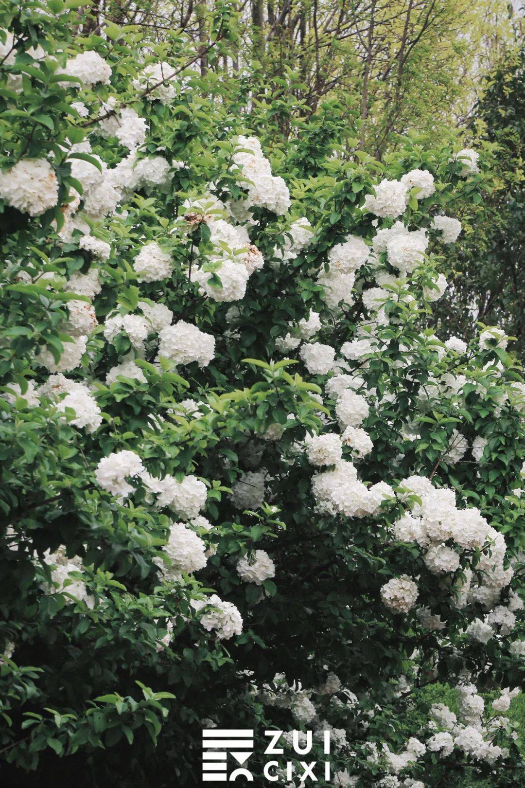 因为一把红椅子慈溪森林公园又火了