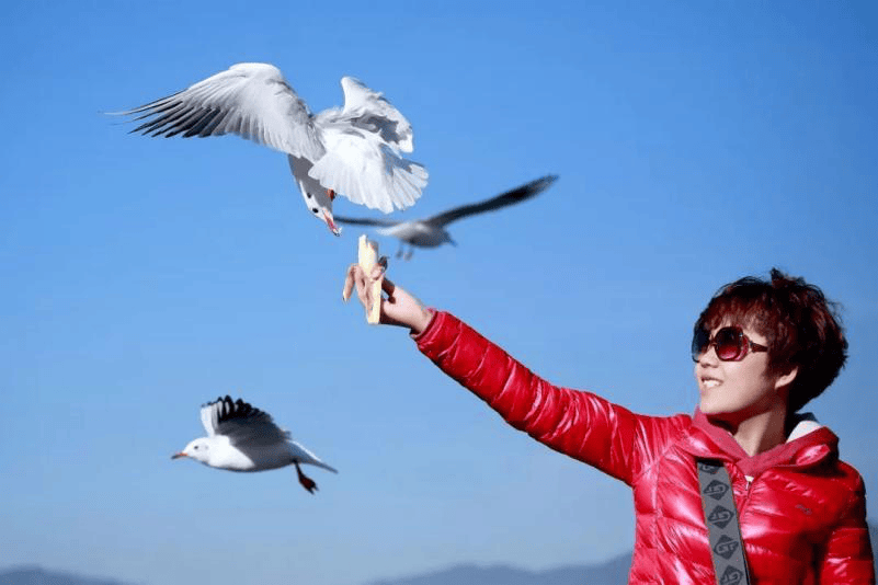 云南把红嘴鸥视为自己城市,河湖的亮丽名片,造就了一道道美不胜收的