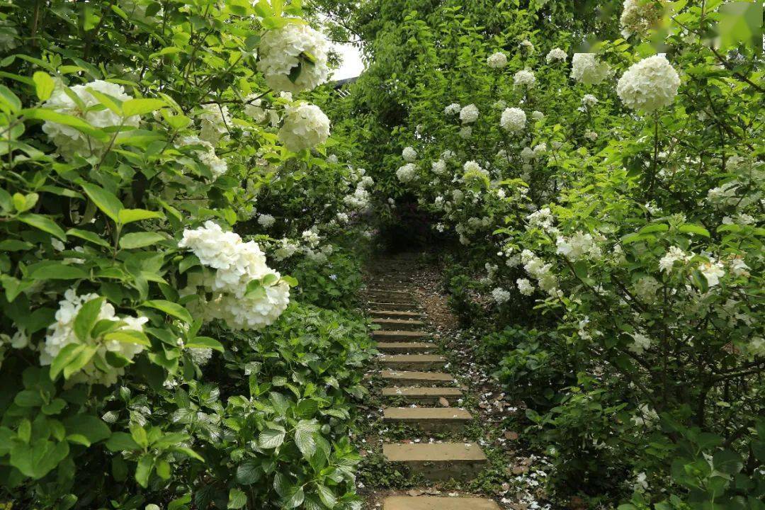 太仙了成都这些地方的木绣球开好啦