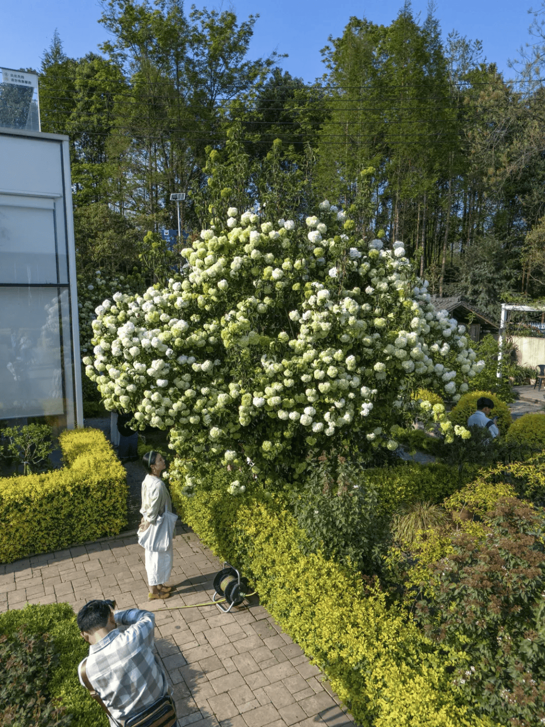 太仙了成都这些地方的木绣球开好啦