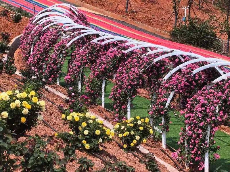 宜良樱花谷月季庄园来啦百种月季开趴花墙花拱门花隧道等你来嗨