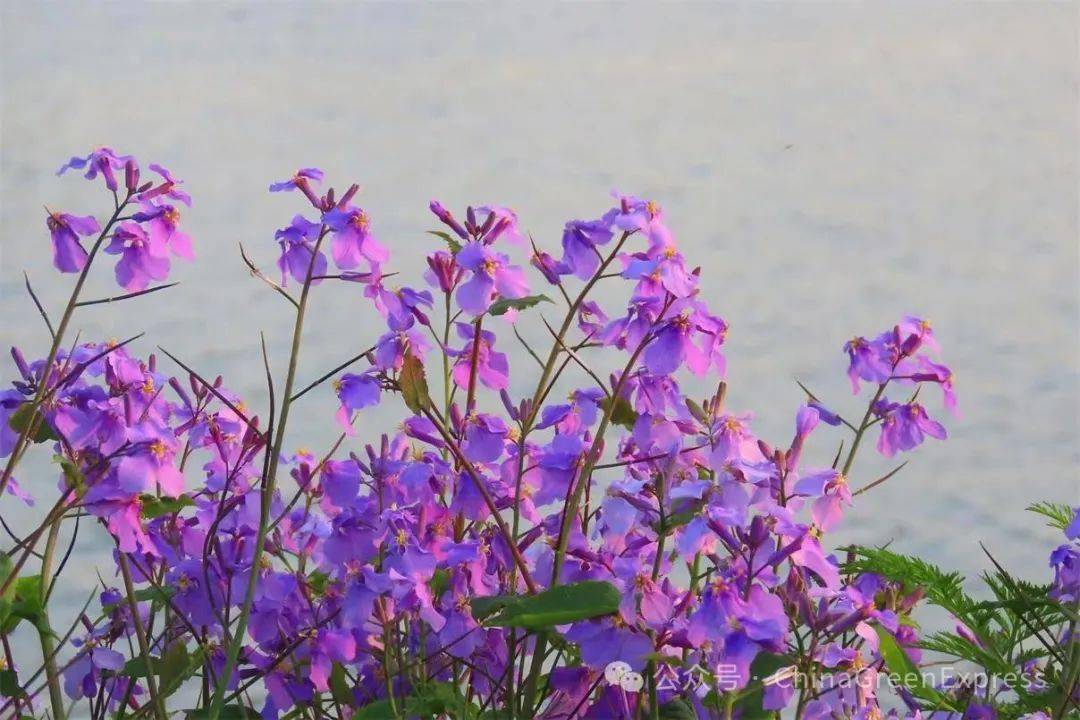 早春绽放的二月兰为何又叫诸葛菜