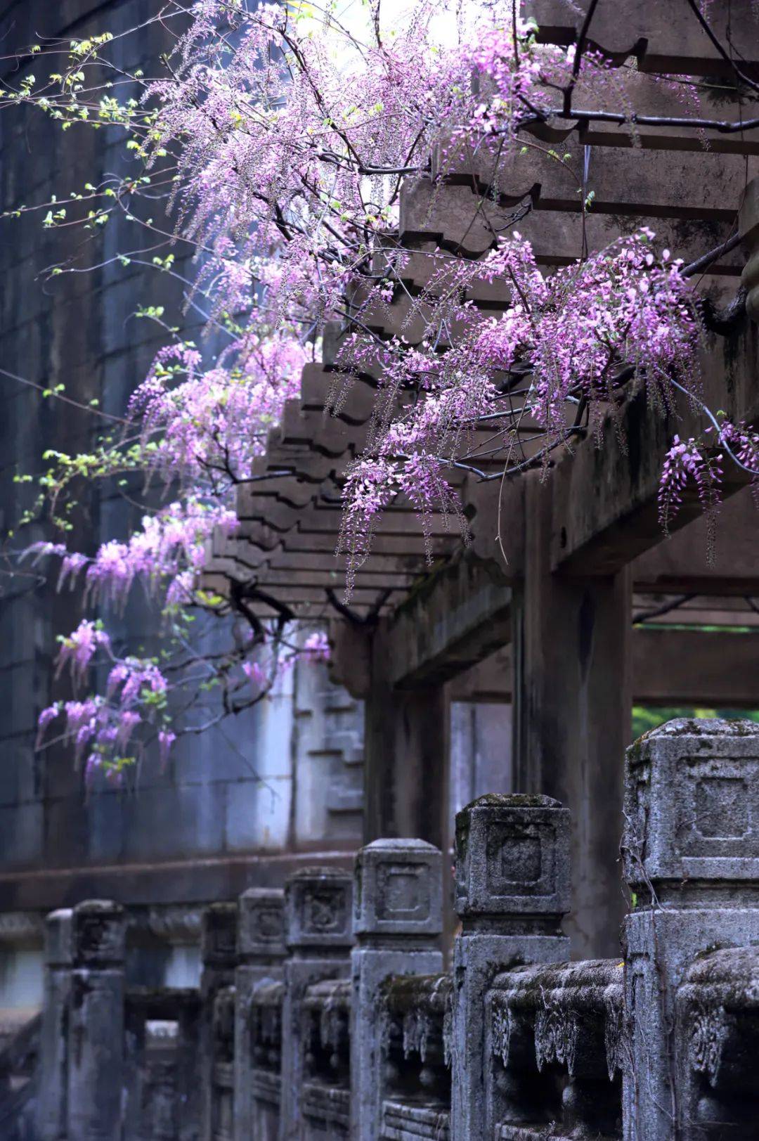 与时行快来南京走花路紫藤花开祝大家紫气东来~909090南京日