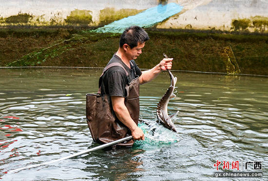 容县平贯村鲟龙鱼养殖鲟出致富新路