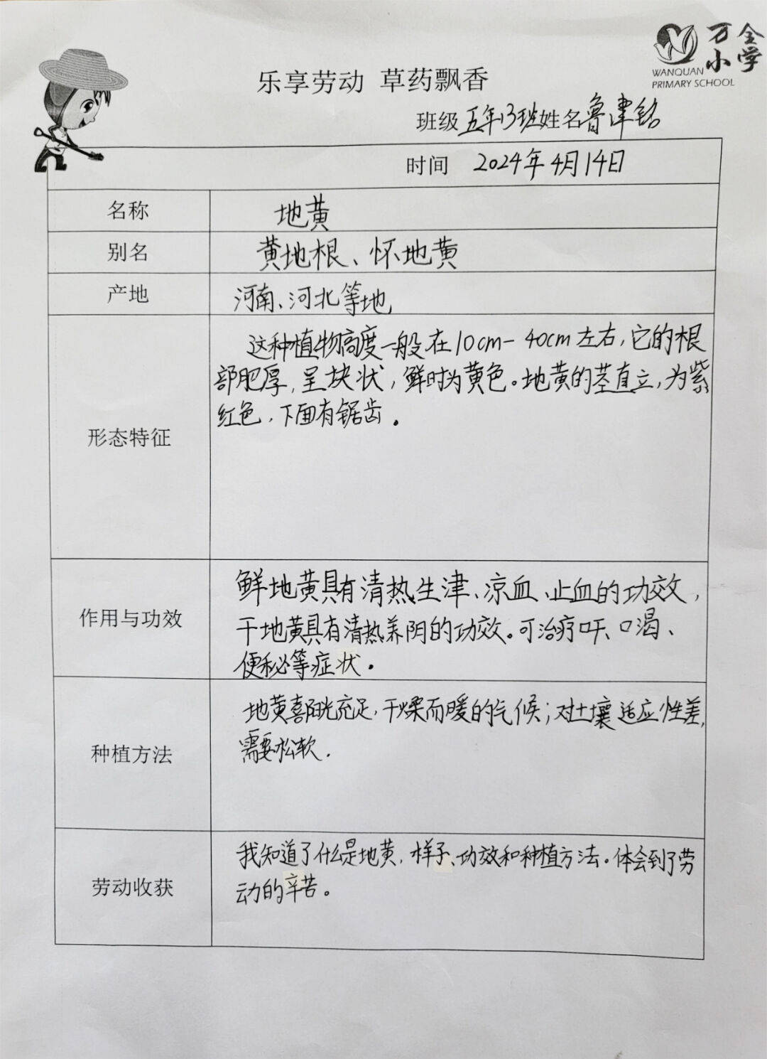 【卫健先行】乐享劳动 草药飘香——万全小学中草药种植劳动实践活动