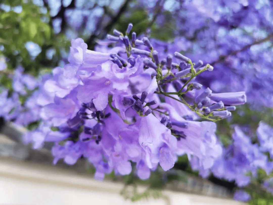 准备好开抢昆明又双叒叕成热门限定版紫色花海打卡点位是