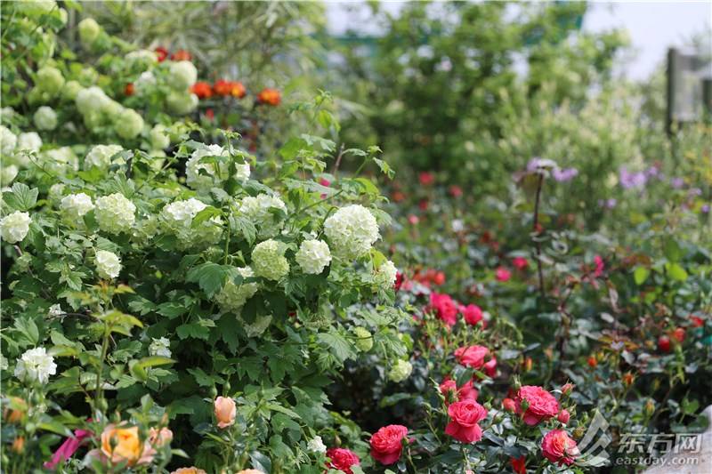 2024上海国际花展4月18日开幕五大亮点全剧透