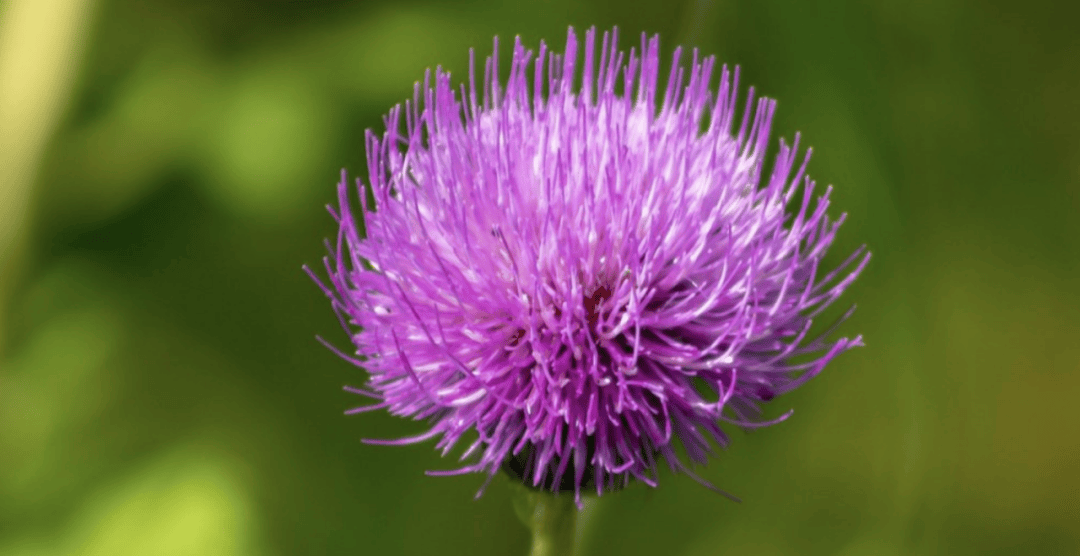 自然界的肝脏守护者水飞蓟