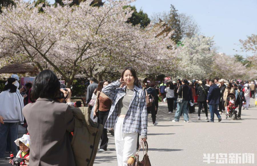 单樱渐尽双樱始开