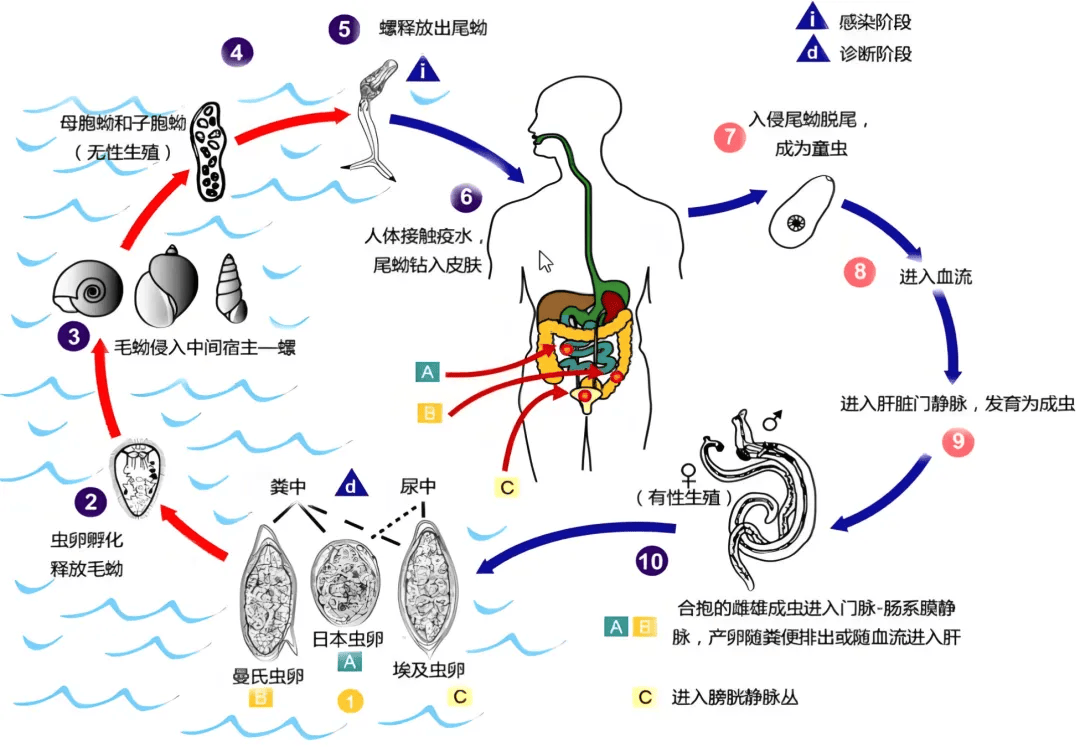 警惕接触10秒即可被感染易误为感冒出现这些症状千万当心
