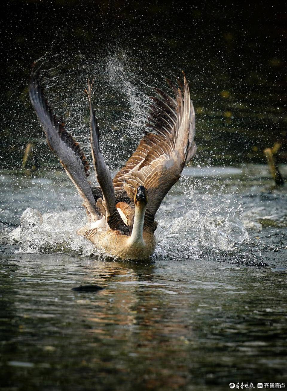 动物园湖面上,两只追逐的大雁