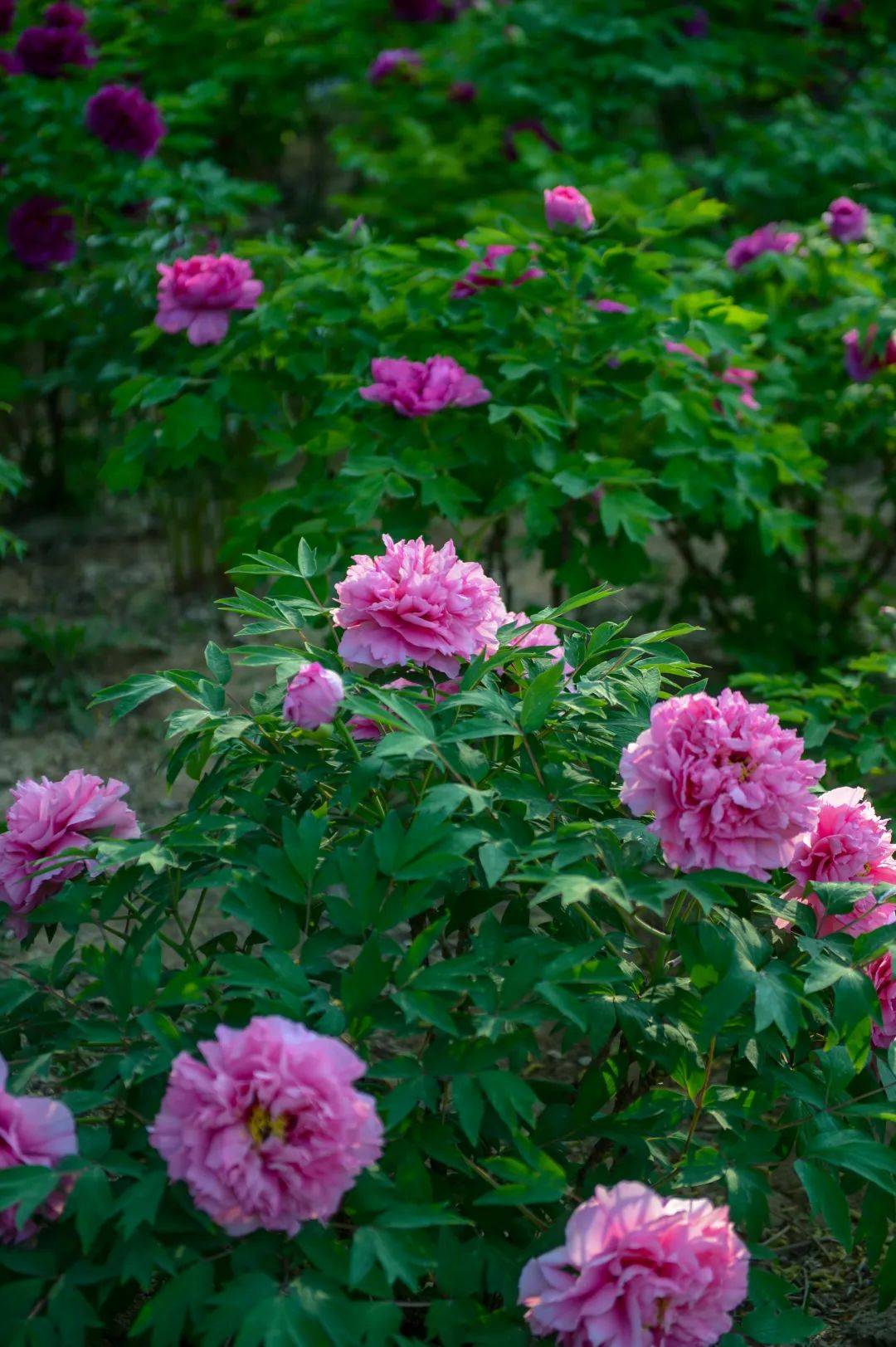 4000多棵牡丹盛放这里成为春日新顶流