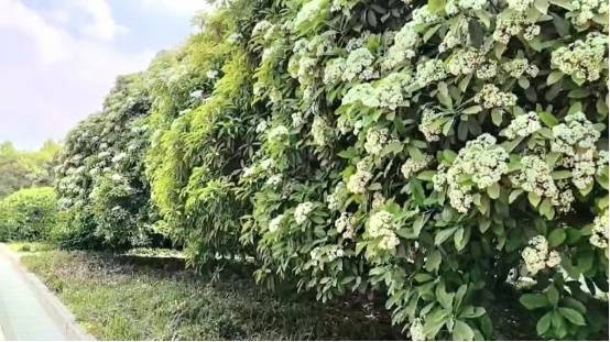 石楠花这么楠闻，为何还要种这么多？