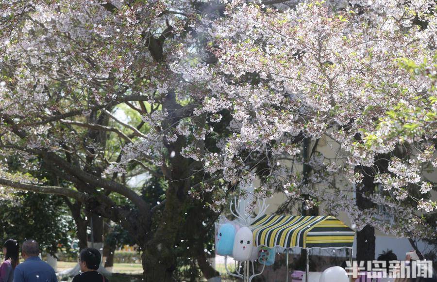 单樱渐尽双樱始开