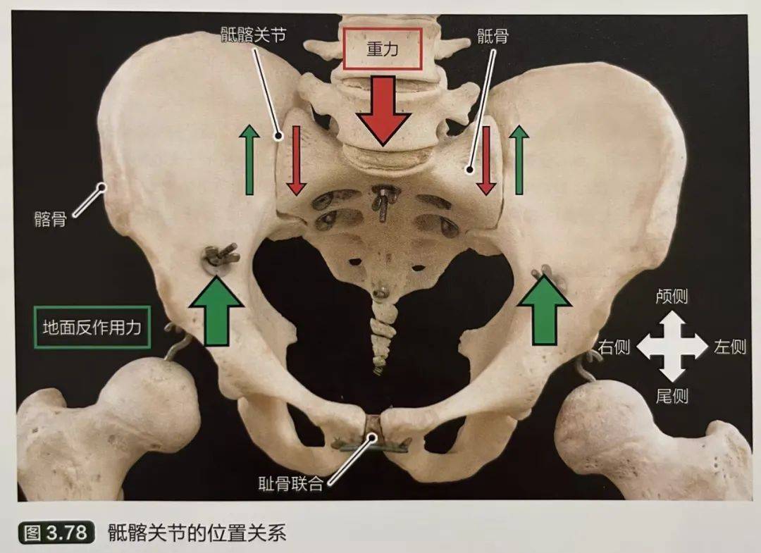 骶髂关节不稳的解剖学分析