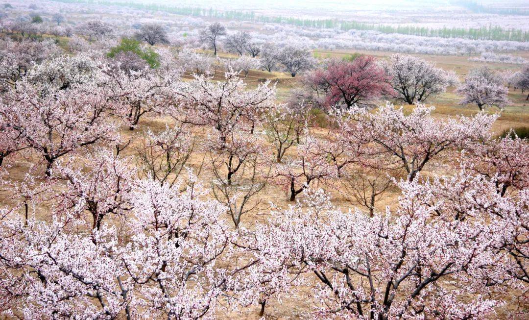八大赏花打卡地之蔚县黄梅杏花