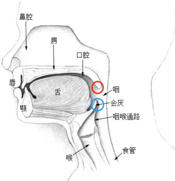 会厌反射图片