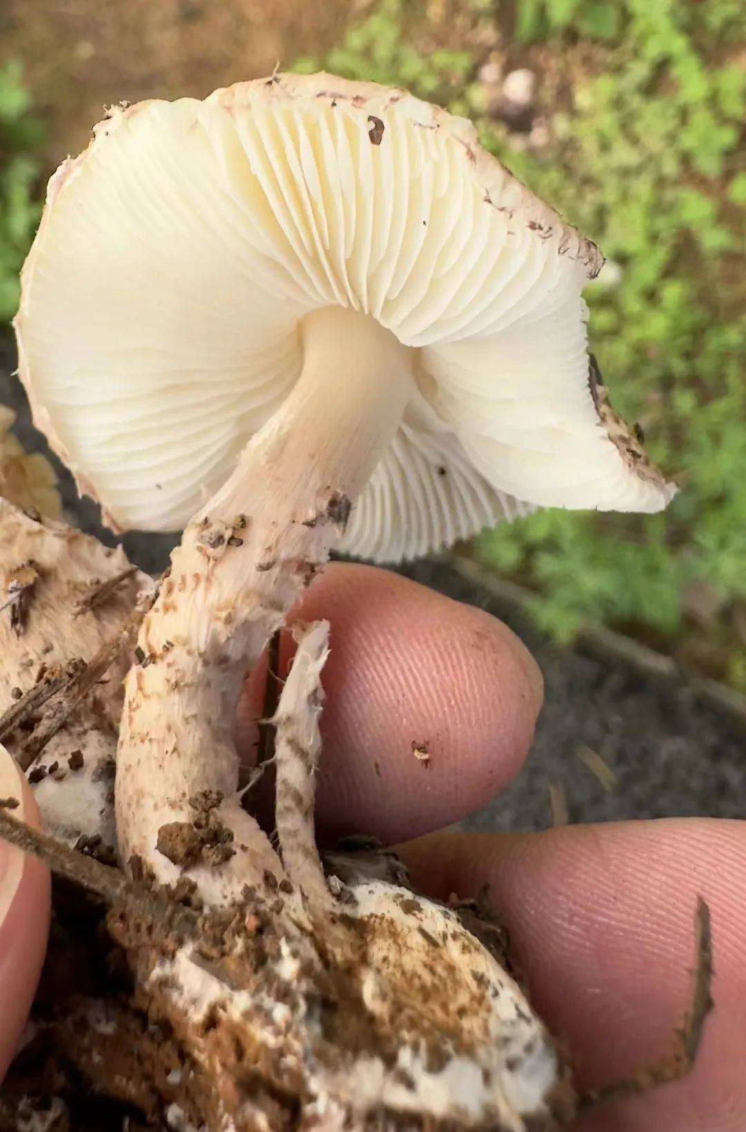 外观与香菇极为相似生长在松树,樟树下的落叶草地剧毒的肉褐鳞环柄菇