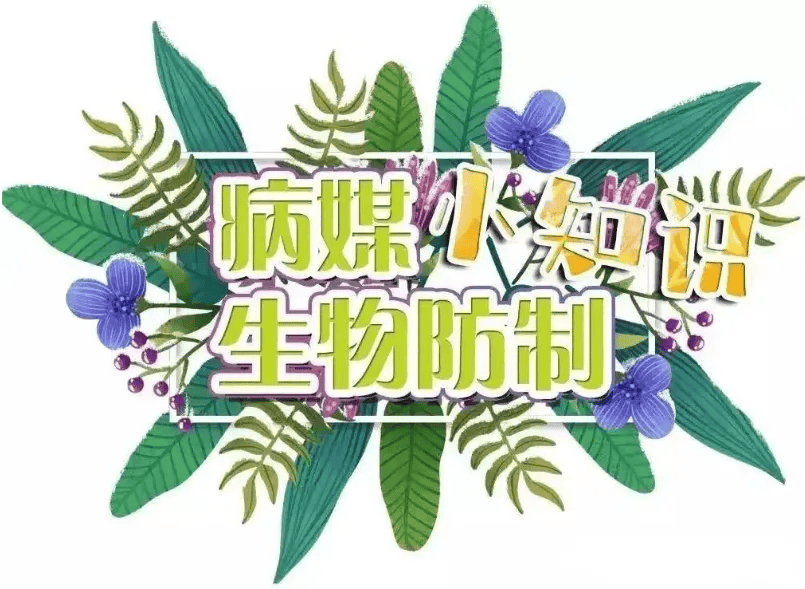健康科普丨病媒生物防制预防疾病传播苍蝇防制篇