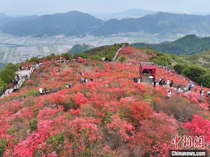 浙江瑞安圣井山千亩杜鹃花海引游人