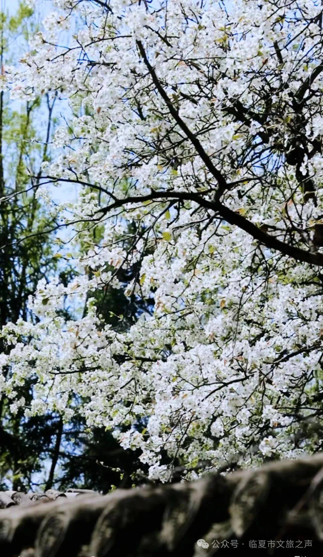 门票全免|枹罕山庄梨花盛开等你来游玩