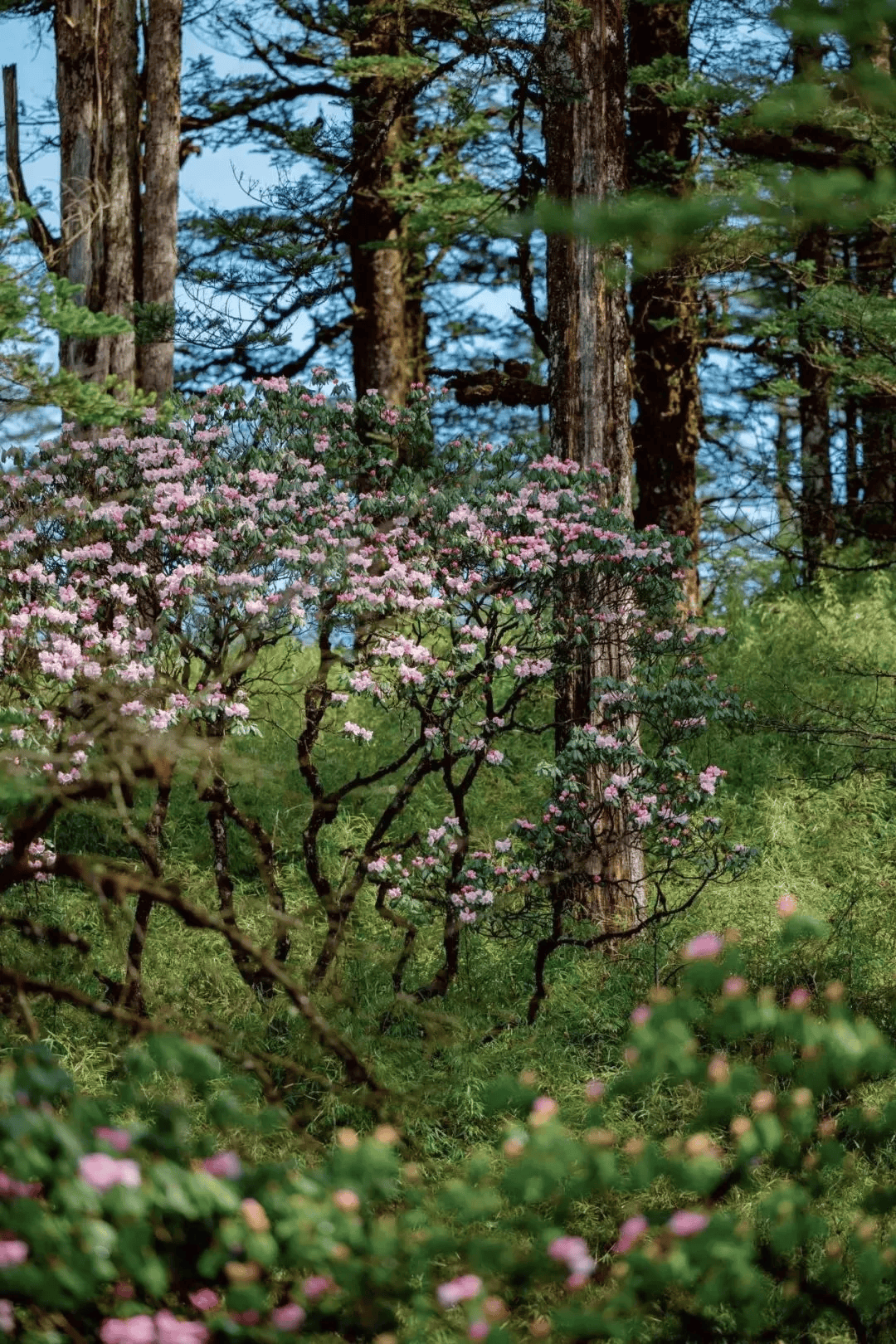 瓦屋山珙桐杜鹃季来啦!万亩高山花海,游十里醉美画廊