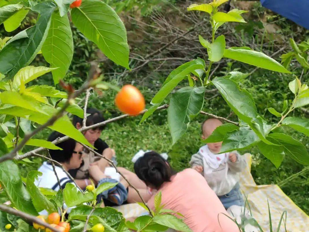 又到樱桃季安顺这个地方的樱桃红了