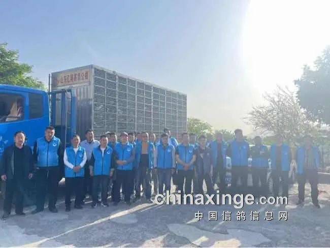 山东沂蒙春棚2024年双关加站赛第二关集鸽小结山东翔宇春棚2024年加站