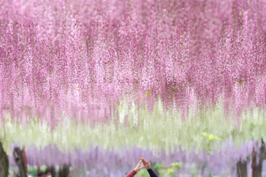 紫藤花开!"泼天"的紫色浪漫在这里免费观赏→_嘉定_品种_游客