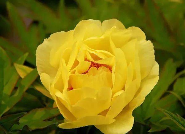 明日谷雨春天要吃最雅致的食物