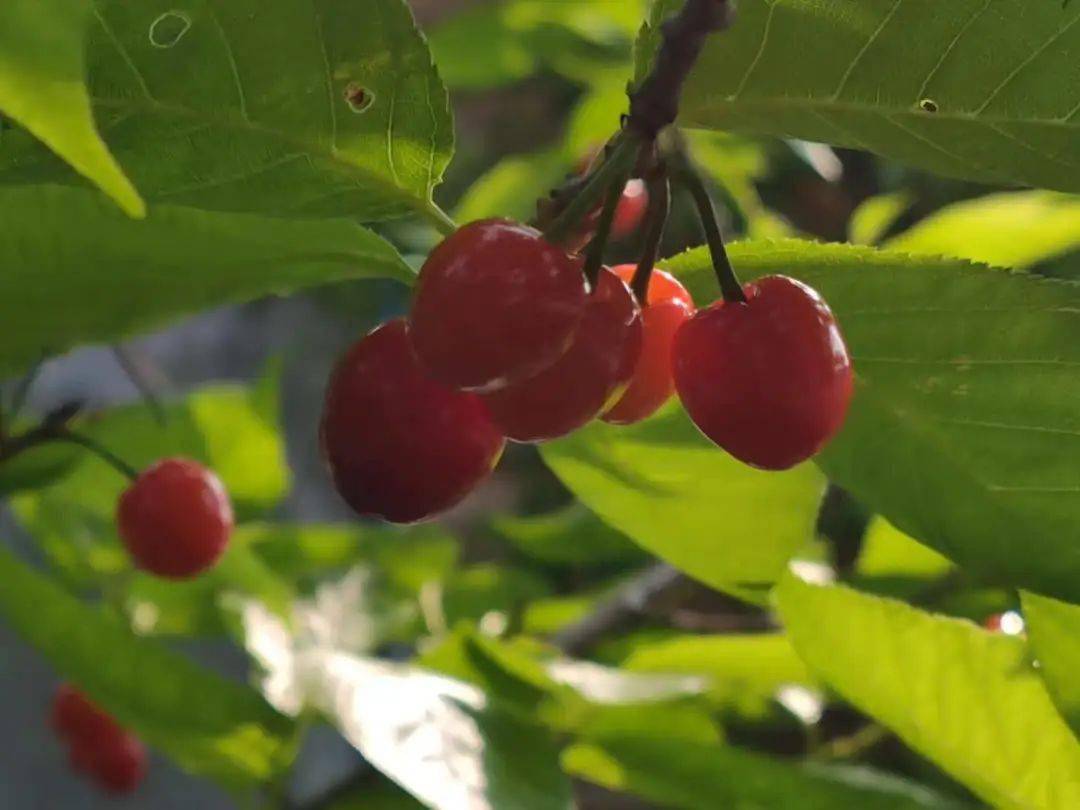 又到樱桃季安顺这个地方的樱桃红了