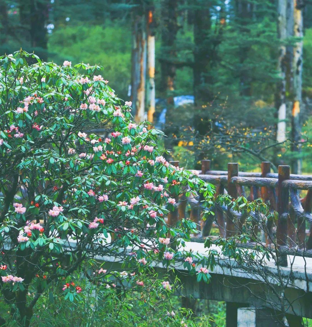 所有人4月20日至22日瓦屋山免门票赏杜鹃花开与浪漫春日撞个满怀