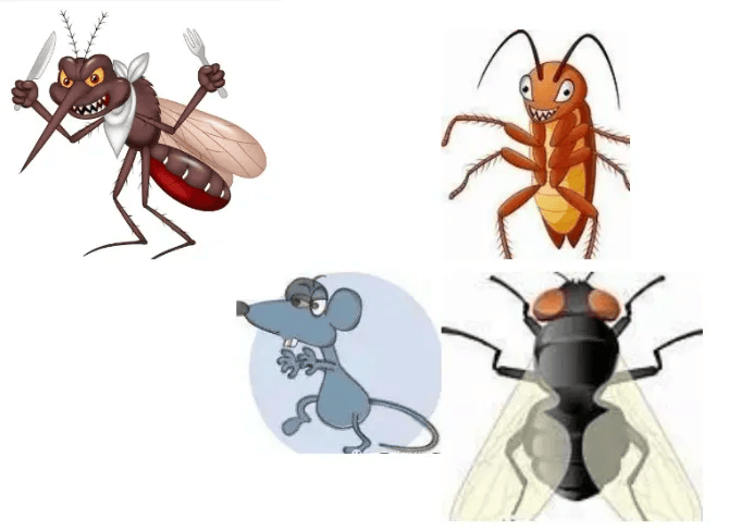 健康科普丨病媒生物防制预防疾病传播苍蝇防制篇