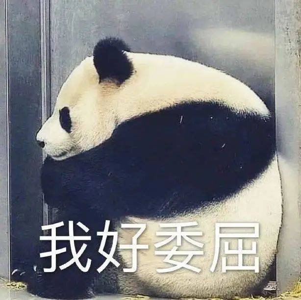 沙雕壁纸熊猫图片