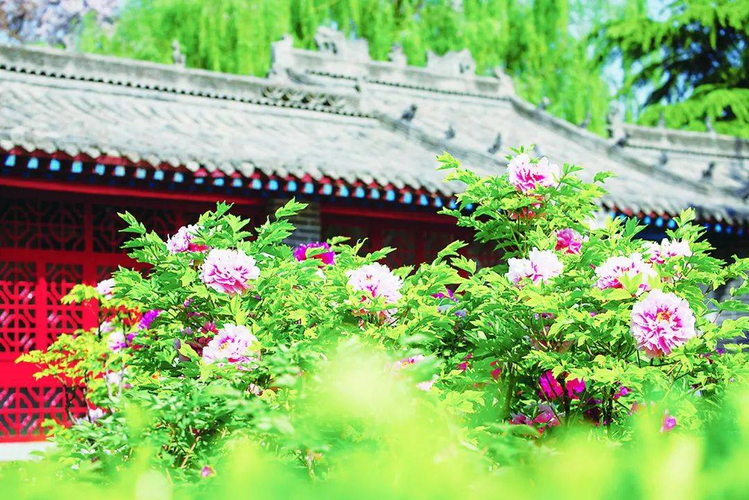 春游江淮 | 千年传奇汉牡丹!_文化_柏乡县_种植