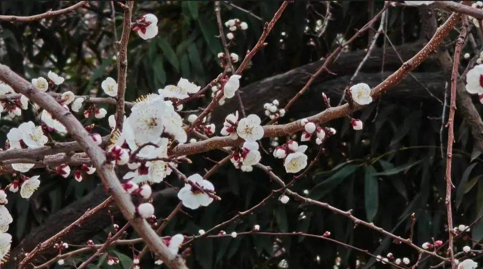 513班_王宇龙529班__刘轩浩529班--  齐思远523班__杨鑫淼在春日里