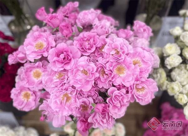 76个"中国风"古典月季新品在斗南诞生!"中国芯"云花芬芳美丽经济