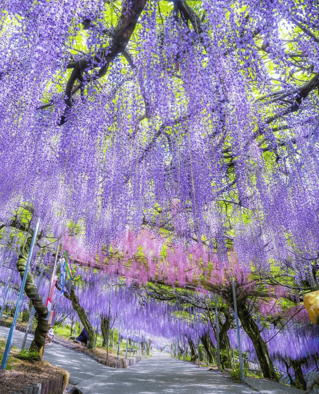 紫藤花下,缤纷春天