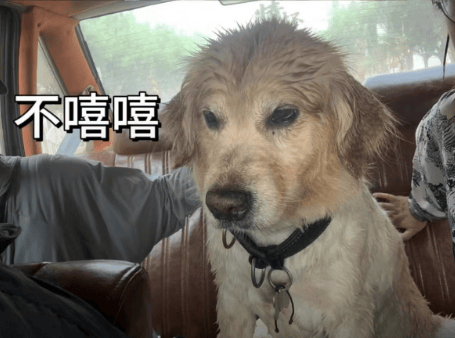 "瓦达西要生一场5000元的小病"狗:快走吧,跟有病似的.