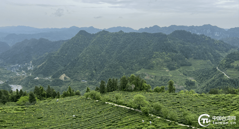 于一盏香茗之间品尝湘西茶香四溢的两岸情高德娱乐(图5)