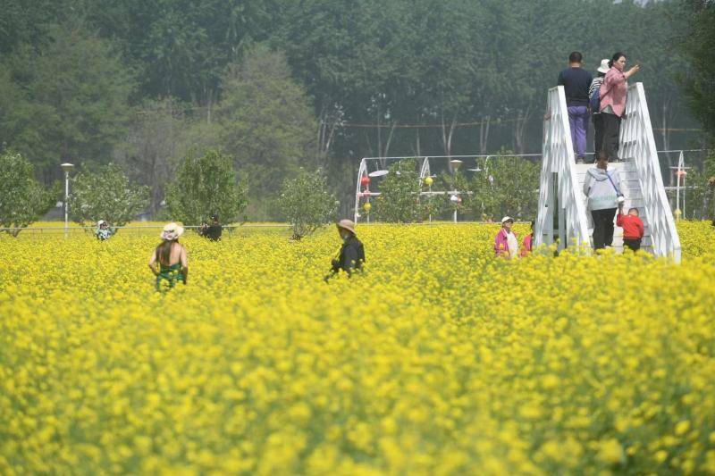 北京丰台区王佐镇二百亩油菜花海盛放