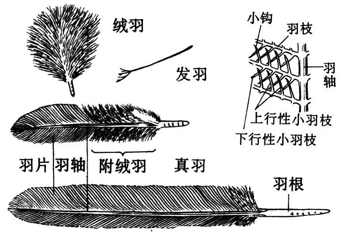 鸭子身体部位构造图图片